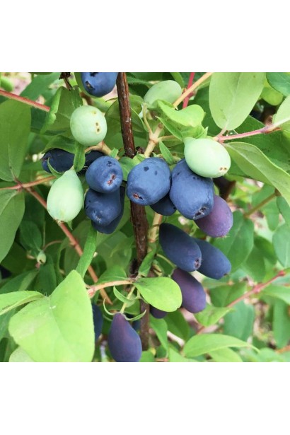Врожай темно-синіх ягід Індіго Джем у саду